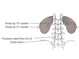 Anatomia do tórax e abdome