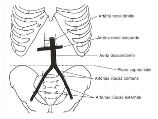 Anatomia do tórax e abdome