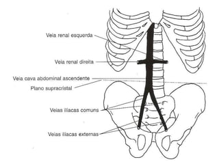 Anatomia do tórax e abdome