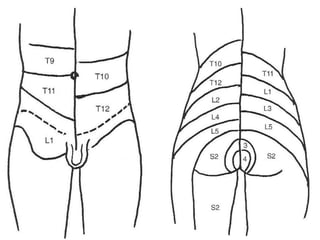 Anatomia do tórax e abdome