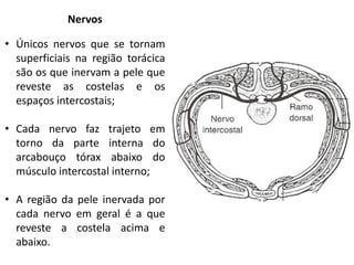 Nervos

• Únicos nervos que se tornam
  superficiais na região torácica
  são os que inervam a pele que
  reveste as costelas e os
  espaços intercostais;

• Cada nervo faz trajeto em
  torno da parte interna do
  arcabouço tórax abaixo do
  músculo intercostal interno;

• A região da pele inervada por
  cada nervo em geral é a que
  reveste a costela acima e
  abaixo.
 