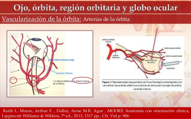 VASCULARIZACIÓN DE LA ÓRBITA