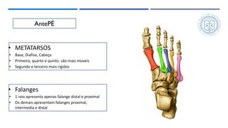 anatomia-e-biomecanica-do-p-sao-paulo-a-pdf