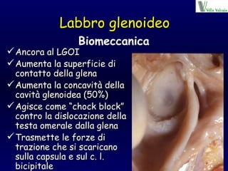 Labbro glenoideo Ancora al LGOI Aumenta la superficie di contatto della glena Aumenta la concavità della cavità glenoidea (50%) Agisce come “chock block” contro la dislocazione della testa omerale dalla glena Trasmette le forze di trazione che si scaricano sulla capsula e sul c. l. bicipitale Biomeccanica 