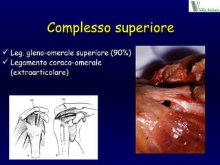 Complesso superiore Leg. gleno-omerale superiore (90%) Legamento coraco-omerale (extraarticolare) 