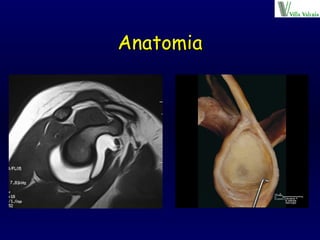 Anatomia 