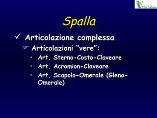 Spalla Articolazione complessa Articolazioni “vere”: Art. Sterno-Costo-Claveare Art. Acromion-Claveare Art. Scapolo-Omerale (Gleno-Omerale) 