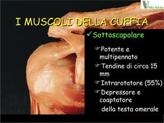 I MUSCOLI DELLA CUFFIA Sottoscapolare Potente e multipennato Tendine di circa 15 mm Intrarotatore (55%) Depressore e coaptatore   della testa omerale 