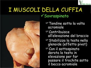 I MUSCOLI DELLA CUFFIA Sovraspinato Tendine sotto la volta acromiale Contribuisce all’elevazione del braccio Stabilizza la testa nella glenoide (effetto pivot) Con il sottospinato derota la testa in elevazione per far passare il trochite sotto il becco acromiale 