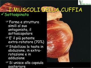 I MUSCOLI DELLA CUFFIA Sottospinato Forma e struttura simili al suo antagonista, il sottoscapolare E’ il più potente extra-rotatore (70%) Stabilizza la testa in abduzione, in extra-rotazione e in adduzione Si unisce alla capsula posteriore 