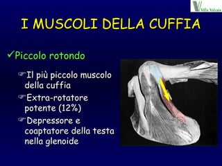 I MUSCOLI DELLA CUFFIA Piccolo rotondo Il più piccolo muscolo della cuffia Extra-rotatore potente (12%) Depressore e coaptatore della testa nella glenoide 