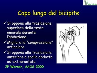 Capo lungo del bicipite Si oppone alla traslazione superiore della testa omerale durante l’abduzione Migliora la “compressione” articolare  Si oppone alla traslazione anteriore a spalla abdotta ed extraruotata JP Warner, AAOS 2000 