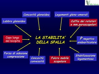Concavità glenoidea Labbro glenoideo Legamenti gleno-omerali Cuffia dei rotatori e mm.parascapolari LA STABILITA’ DELLA SPALLA Forza di adesione compressione Concavità convessità Fulcro mobile scapolare Stabilizzazione legamentosa P  negativa endoarticolare Capo lungo  del bicipite 
