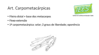 Art. Carpometacárpicas
• Fileira distal + base dos metacarpos
• Flexo-extensão
• 1ª carpometacárpica: selar; 2 graus de liberdade; oponência
 