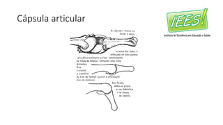 Cápsula articular
 