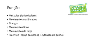 Função
• Músculos pluriarticulares
• Movimentos combinados
• Sinergia
• Movimentos finos
• Movimentos de força
• Preensão (flexão dos dedos + extensão do punho)
 