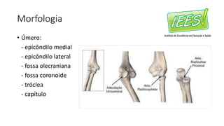 Morfologia
• Úmero:
- epicôndilo medial
- epicôndilo lateral
- fossa olecraniana
- fossa coronoide
- tróclea
- capítulo
 