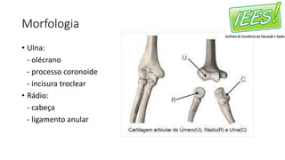 Morfologia
• Ulna:
- olécrano
- processo coronoide
- incisura troclear
• Rádio:
- cabeça
- ligamento anular
 