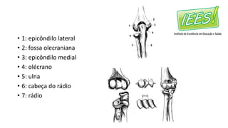 • 1: epicôndilo lateral
• 2: fossa olecraniana
• 3: epicôndilo medial
• 4: olécrano
• 5: ulna
• 6: cabeça do rádio
• 7: rádio
 