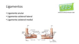 Ligamentos
• Ligamento anular
• Ligamento colateral lateral
• Ligamento colateral medial
 