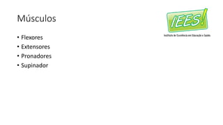 Músculos
• Flexores
• Extensores
• Pronadores
• Supinador
 