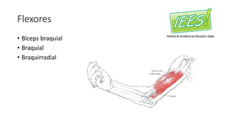 Flexores
• Bíceps braquial
• Braquial
• Braquirradial
 
