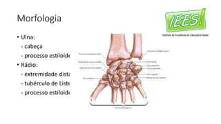 Morfologia
• Ulna:
- cabeça
- processo estiloide
• Rádio:
- extremidade distal
- tubérculo de Lister
- processo estiloide
 