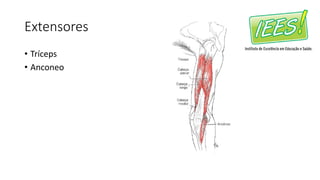Extensores
• Tríceps
• Anconeo
 