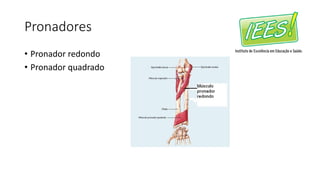 Pronadores
• Pronador redondo
• Pronador quadrado
 
