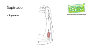 Supinador
• Supinador
 