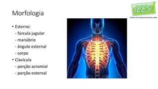 Morfologia
• Esterno:
- fúrcula jugular
- manúbrio
- ângulo esternal
- corpo
• Clavícula
- porção acromial
- porção esternal
 