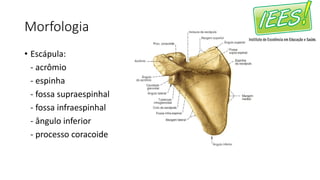 Morfologia
• Escápula:
- acrômio
- espinha
- fossa supraespinhal
- fossa infraespinhal
- ângulo inferior
- processo coracoide
 