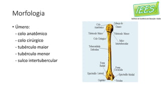 Morfologia
• Úmero:
- colo anatômico
- colo cirúrgico
- tubérculo maior
- tubérculo menor
- sulco intertubercular
 
