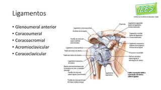 Ligamentos
• Glenoumeral anterior
• Coracoumeral
• Coracoacromial
• Acromioclavicular
• Coracoclavicular
 