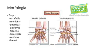 Morfologia
• Carpo:
- escafoide
- semilunar
- piramidal
- pisiforme
- trapézio
- trapezoide
- capitato
- hamato
 