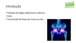 Introdução
• Proteção de órgãos abdominais e pélvicos
• Parto
• Transmissão de forças do tronco ao solo
 