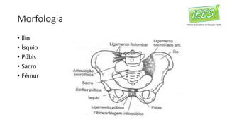 Morfologia
• Ílio
• Ísquio
• Púbis
• Sacro
• Fêmur
 