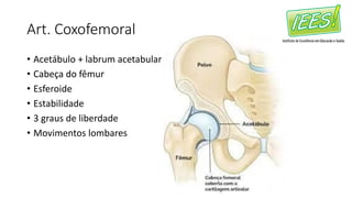 Art. Coxofemoral
• Acetábulo + labrum acetabular
• Cabeça do fêmur
• Esferoide
• Estabilidade
• 3 graus de liberdade
• Movimentos lombares
 