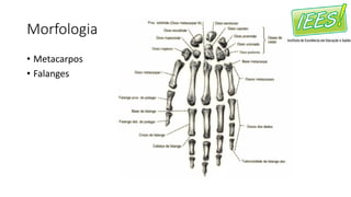 Morfologia
• Metacarpos
• Falanges
 