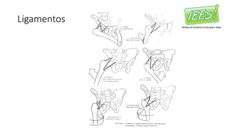 Ligamentos
 