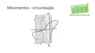 Movimentos - circundução
 