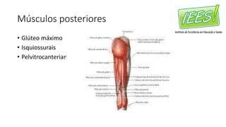 Músculos posteriores
• Glúteo máximo
• Isquiossurais
• Pelvitrocanterianos
 
