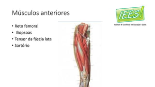 Músculos anteriores
• Reto femoral
• Iliopsoas
• Tensor da fáscia lata
• Sartório
 