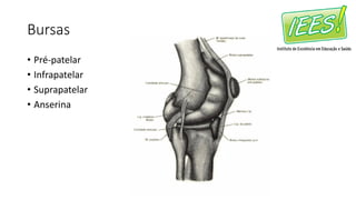 Bursas
• Pré-patelar
• Infrapatelar
• Suprapatelar
• Anserina
 