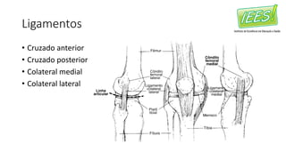 Ligamentos
• Cruzado anterior
• Cruzado posterior
• Colateral medial
• Colateral lateral
 
