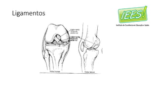 Ligamentos
 