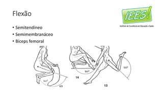Flexão
• Semitendíneo
• Semimembranáceo
• Bíceps femoral
 