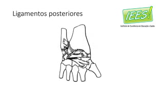 Ligamentos posteriores
 