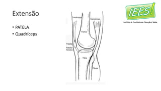 Extensão
• PATELA
• Quadríceps
 