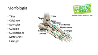 Morfologia
• Tálus
• Calcâneo
• Navicular
• Cuboide
• Cuneiformes
• Metatarsos
• Falanges
 